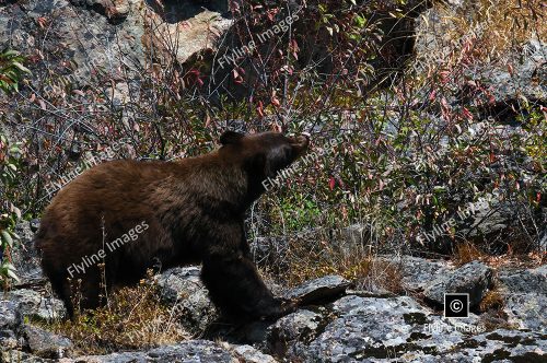 Black Bears of Yellowstone National Park, Black Bear Berry Season