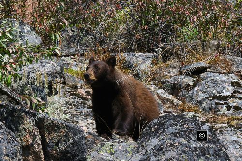 Black Bears, Yellowstone National Park, Black Bear Berry Season