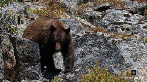 Black Bear, Black Bears, Yellowstone National Park Bears