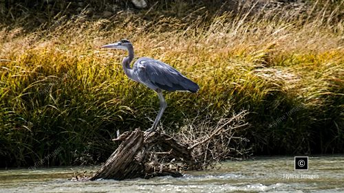 Blue Heron, Chama River, New Mexico, Coopers El Vado Ranch