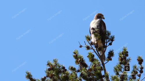 Redtail Hawk, Hawks, Birds of Prey, Raptors, Yellowstone National Park