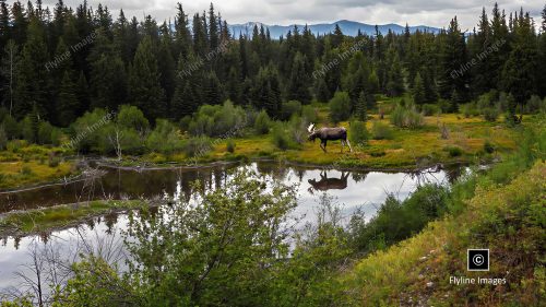 Moose, Bull Moose, Moose Pond Grand Teton National Park