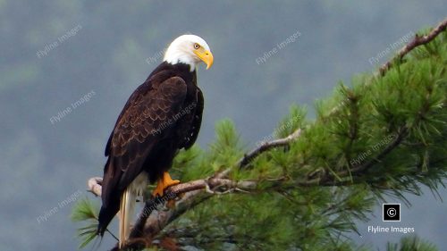 Eagle, Bald Eagle, Big Canoe, Lake Petit, Epic Eagle Photograph